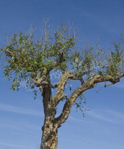 Granaatappelboom